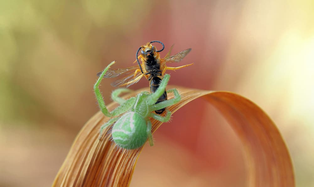Green Spider Hunts Bee by Thierry Dufour — canvas wall art