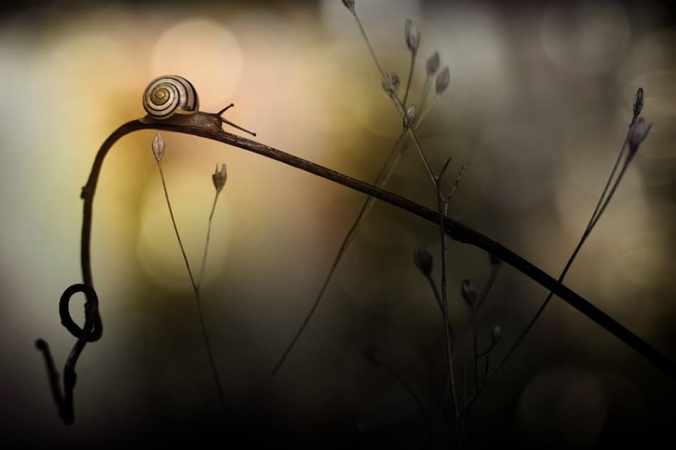 Snail's Slow Journey by Mathieu Irthum — canvas wall art