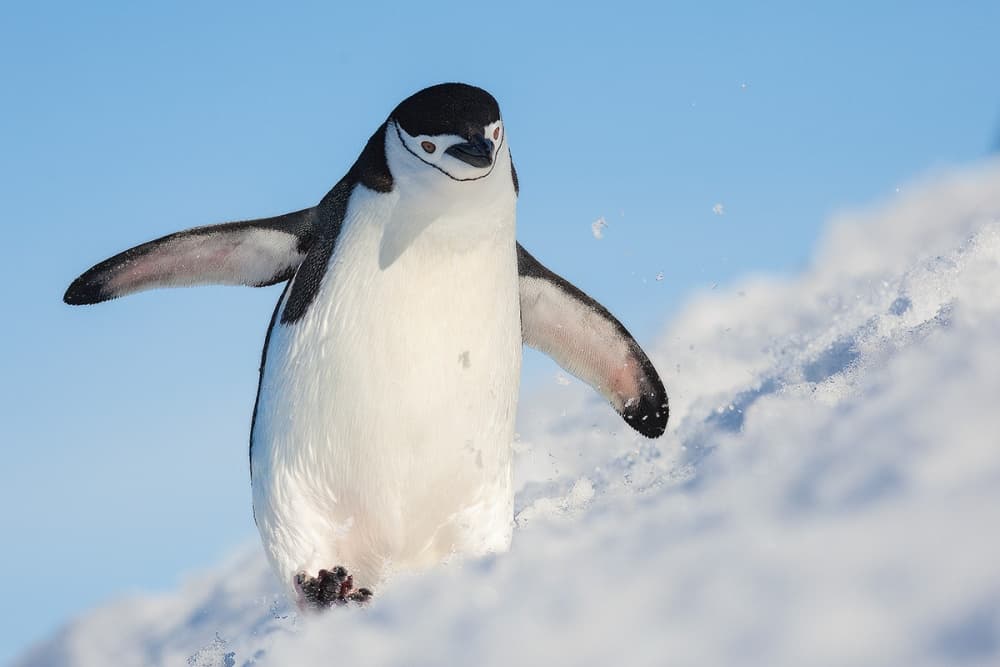 Playful Penguin Slide by Hillebrand Breuker — canvas wall art