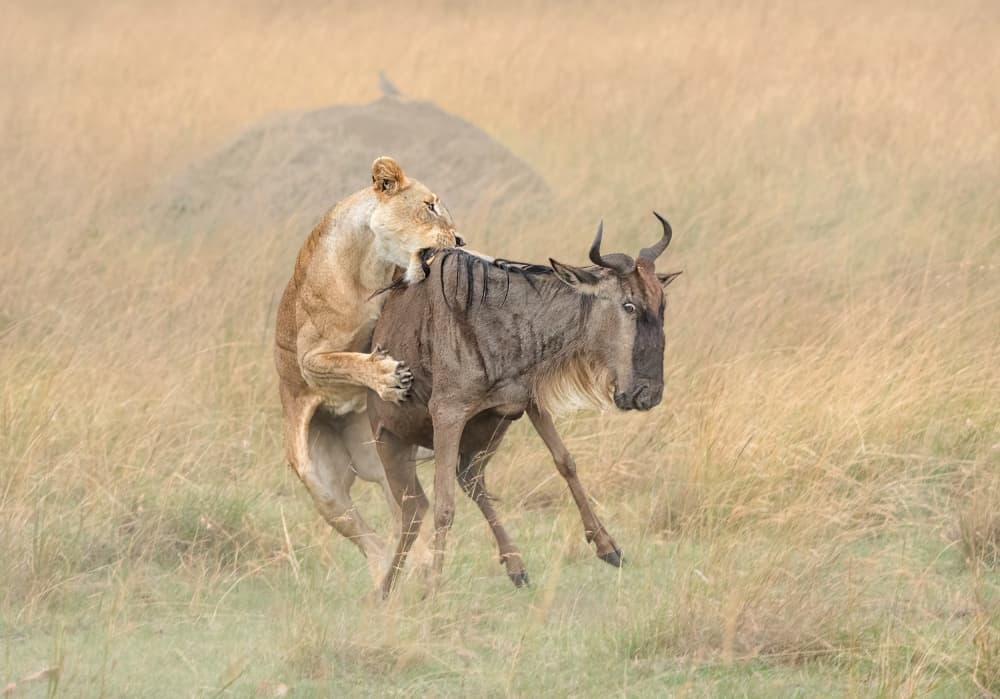 Lioness Attacks Wildebeest by MIN LI — canvas wall art