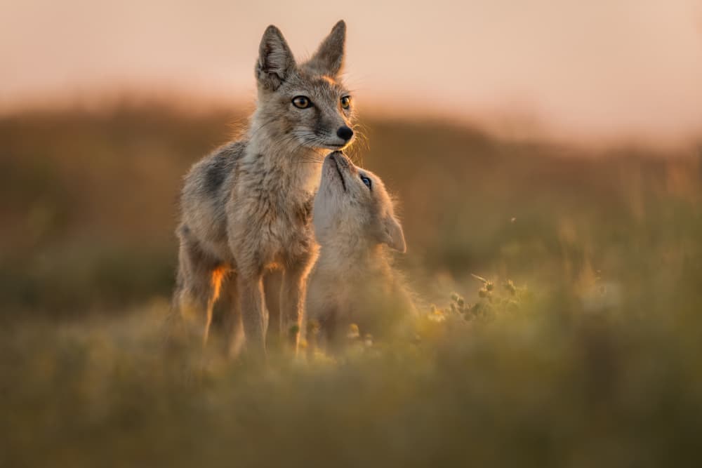 Golden Jackal Cub Affection by Olga Rudchenko — canvas wall art