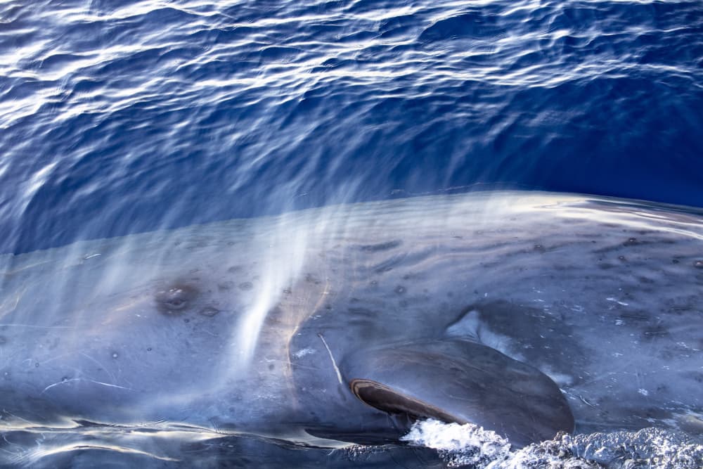 Whale in Deep Blue Ocean by Andrea Izzotti — canvas wall art