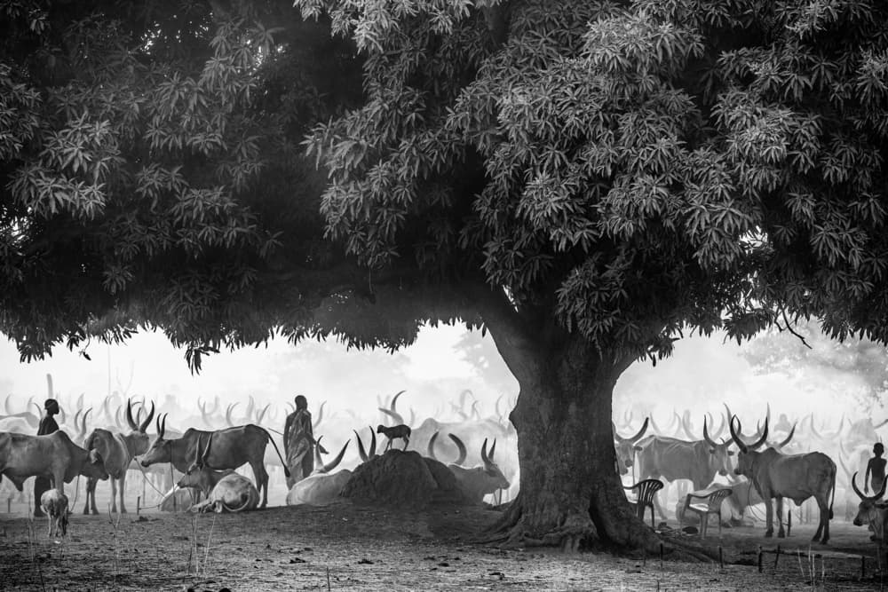 Morning Herd Under Tree by Trevor Cole — canvas wall art