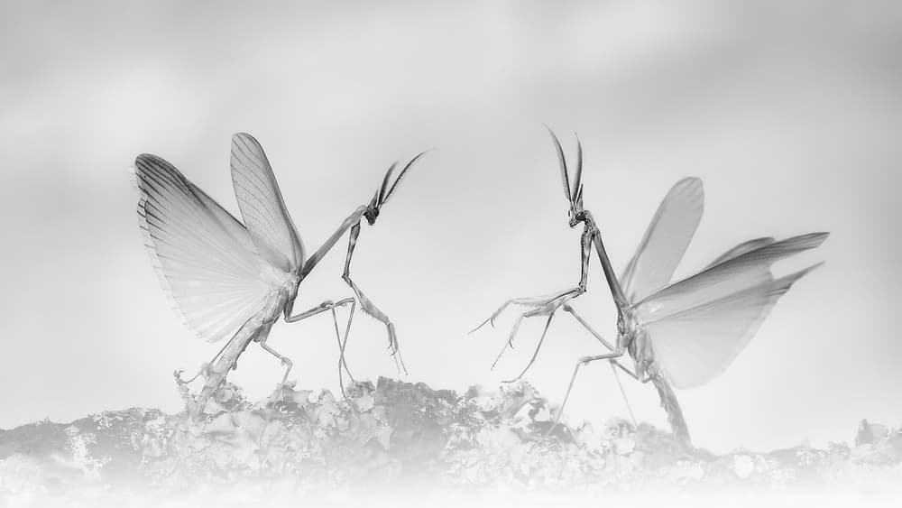 Elegant Mantis Encounter by Jimmy Hoffman — canvas wall art