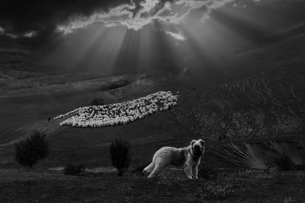 Dramatic Sheepdog Landscape by Clas Gustafson PRO — canvas wall art