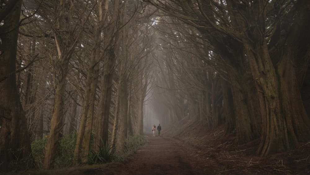Misty Forest Path by Emanuel Papamanolis — canvas wall art