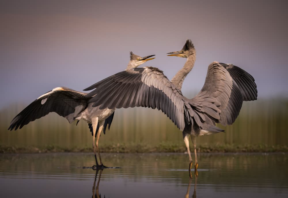 Graceful Heron Display by Vicki Lai — canvas wall art