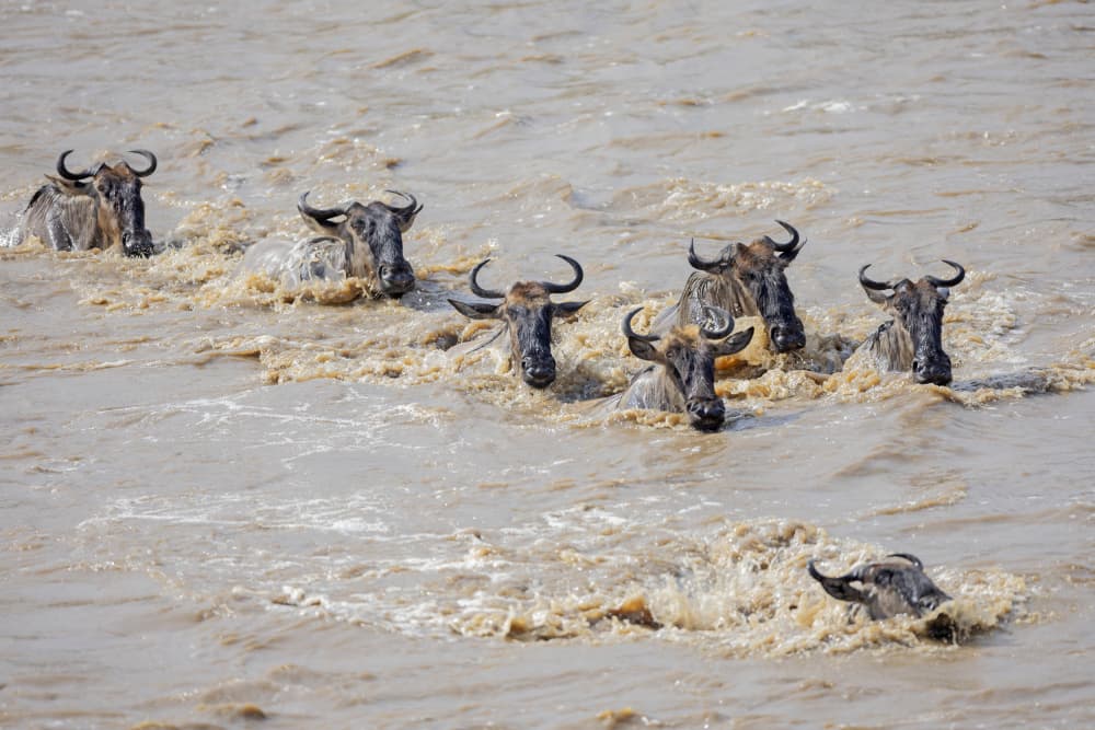 Wildebeest River Crossing by Shlomo Waldmann — canvas wall art