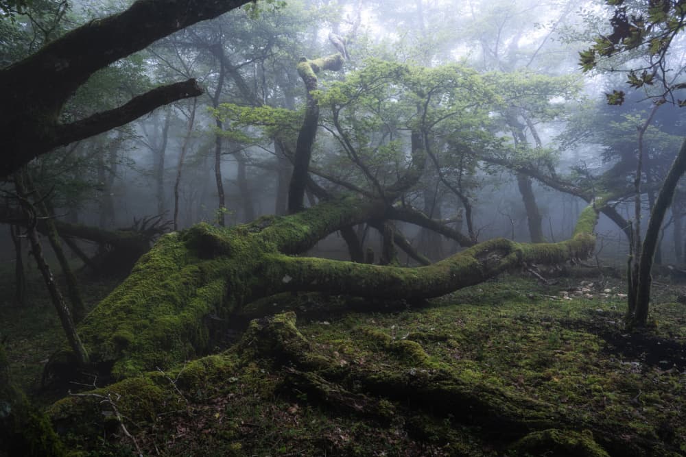 Misty Mossy Forest by Syunsuke Narita — canvas wall art