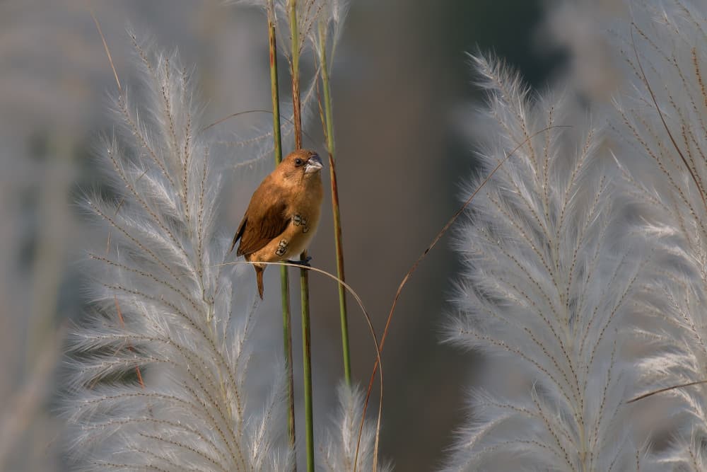 Brown Bird White Reeds by Rajat Dhesi — canvas wall art