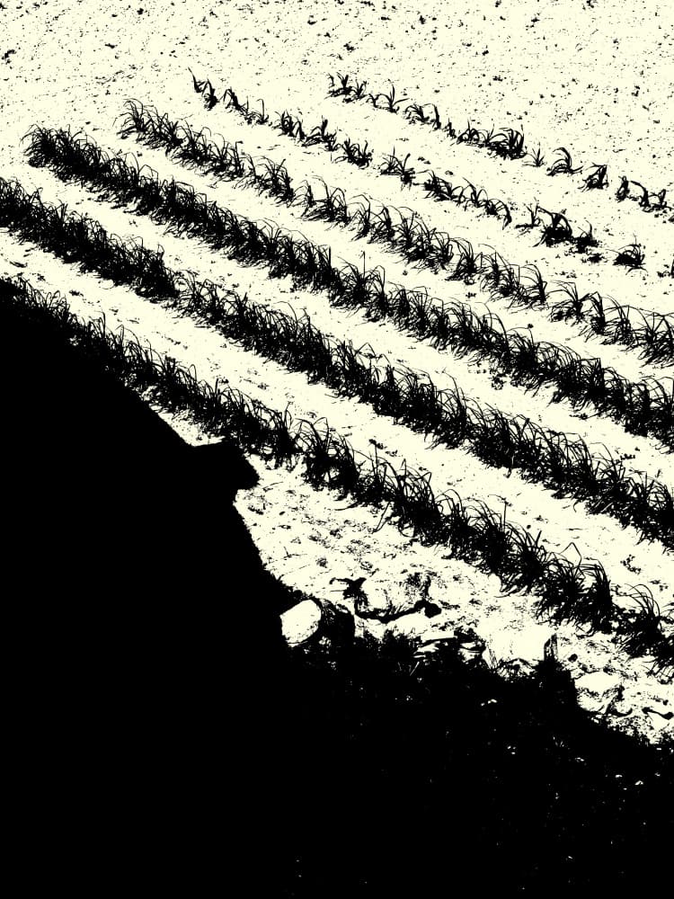 Shadowed Field Rows by Petr Strnad — canvas wall art