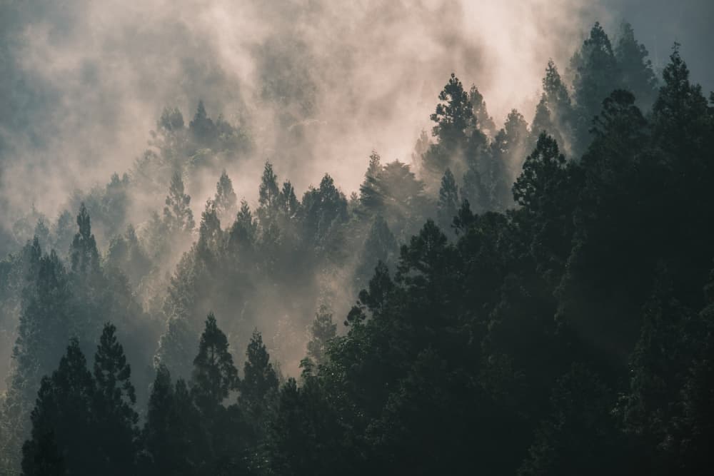 Sunlit Misty Forest by 市岡弘光 — canvas wall art