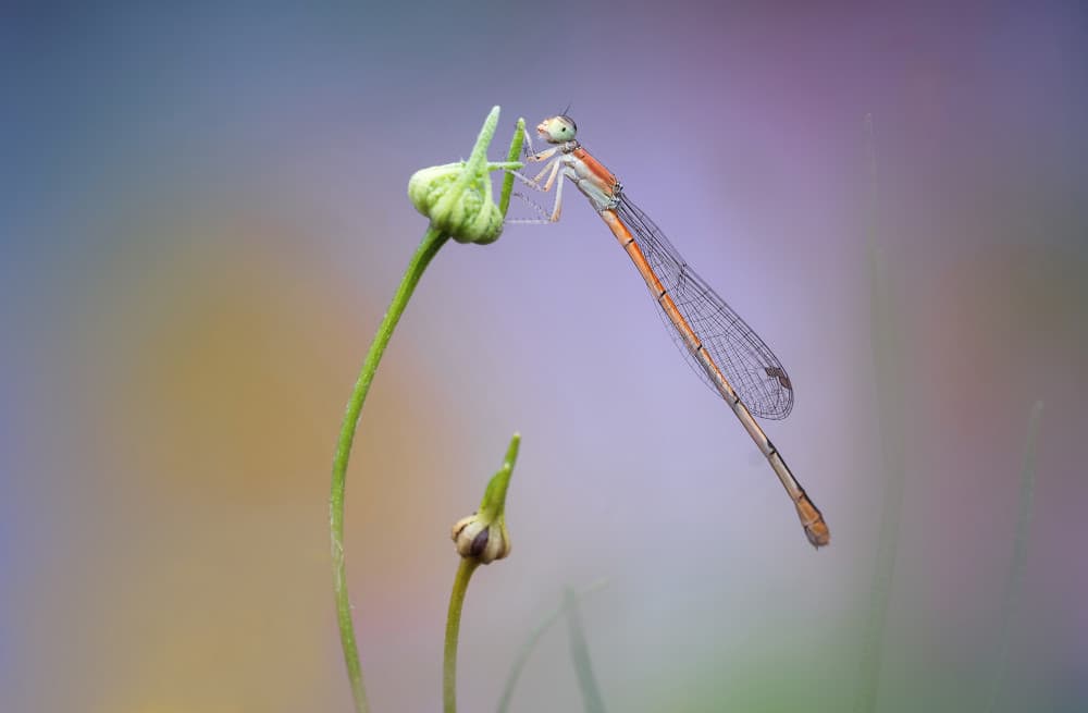 Delicate Damselfly Bud by Summer2016 — canvas wall art