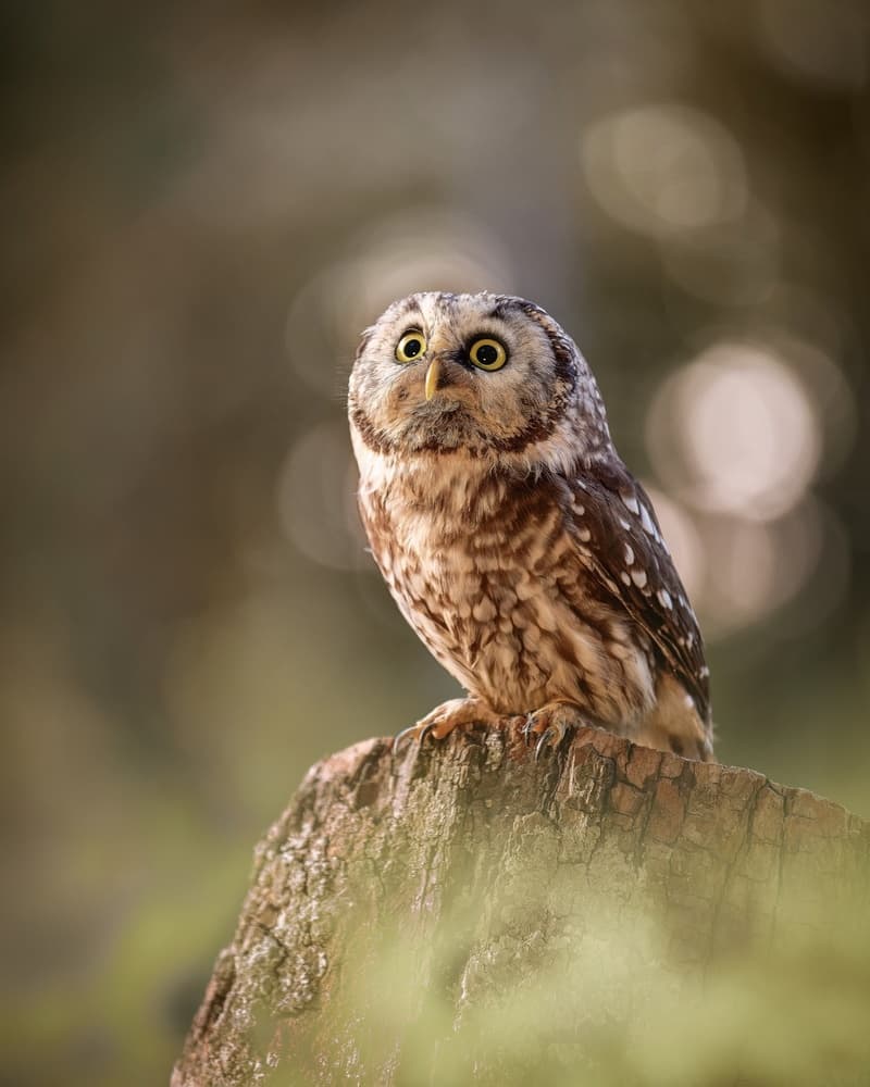 Curious Woodland Owl by Michaela Firešová — canvas wall art