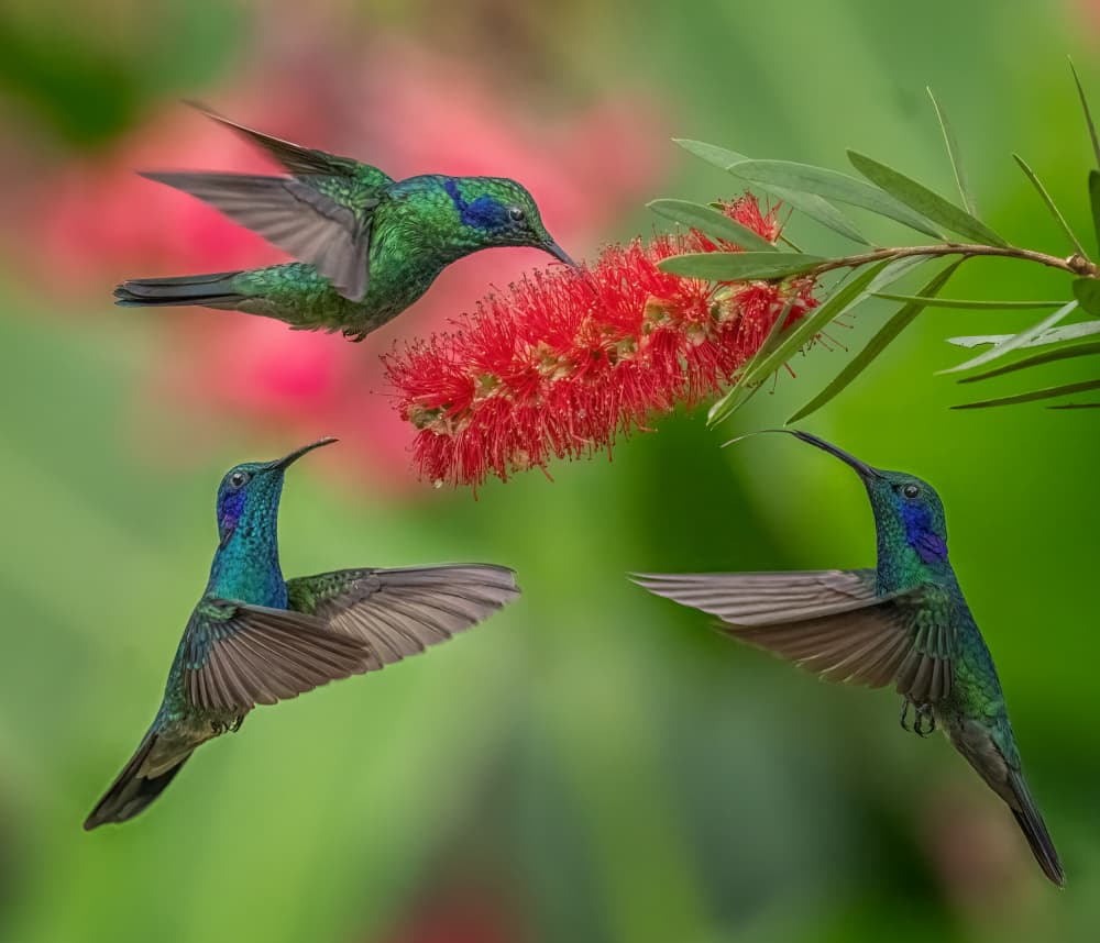 Vibrant Hummingbirds Feeding by Yuan Su — canvas wall art