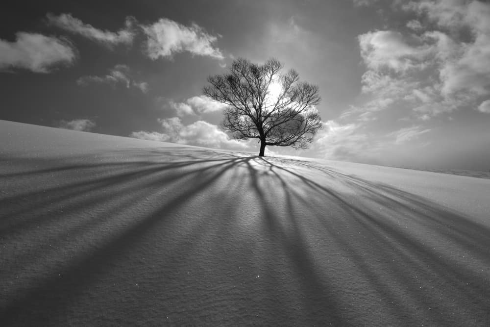 Winter Tree Long Shadows by Kengo Shibutani — canvas wall art