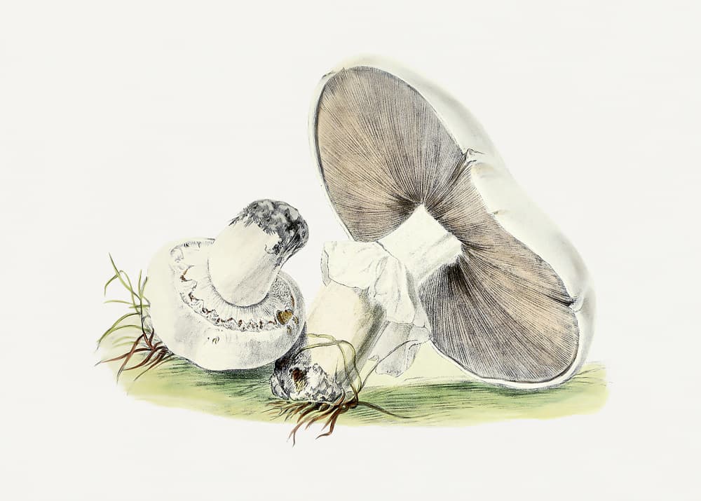 Hand Drawn Horse Mushroom by Biodiversity Heritage Library — canvas wall art