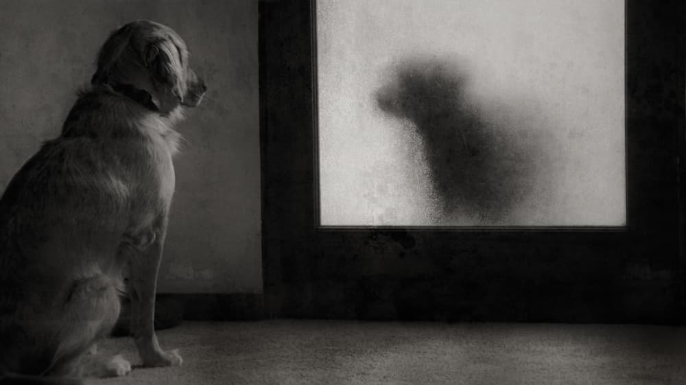 Golden Retriever and Silhouette by Roxana Labagnara — canvas wall art