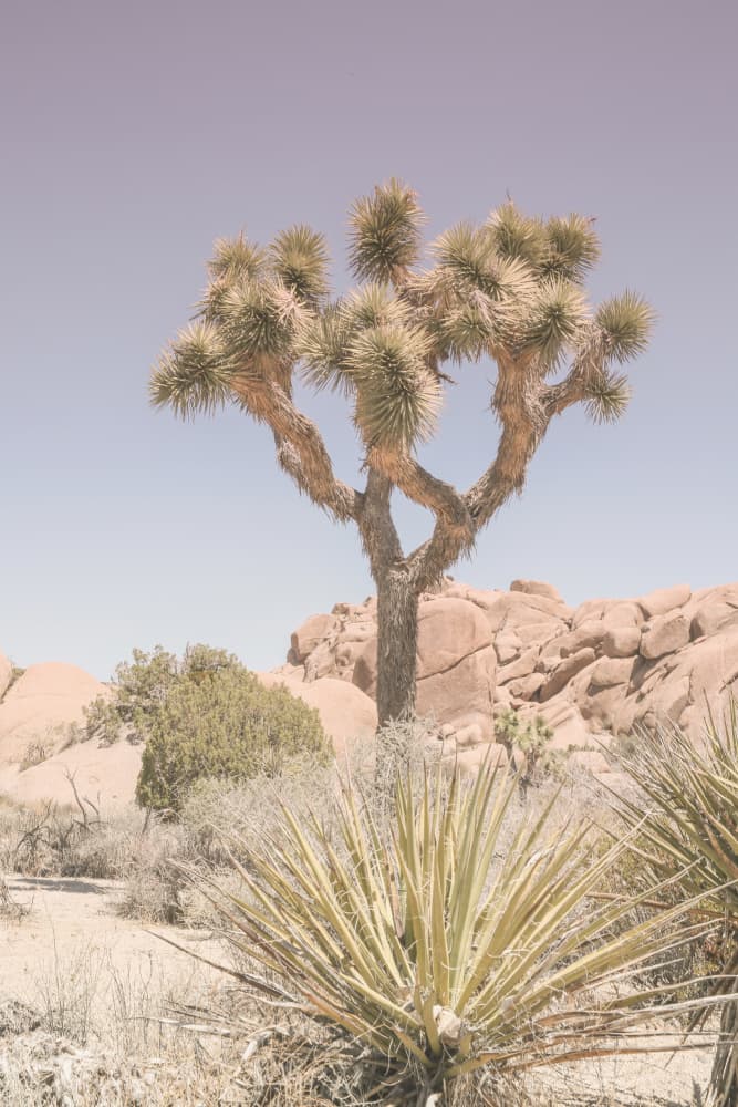 Desert Dreamscape by Shot by Clint — canvas wall art