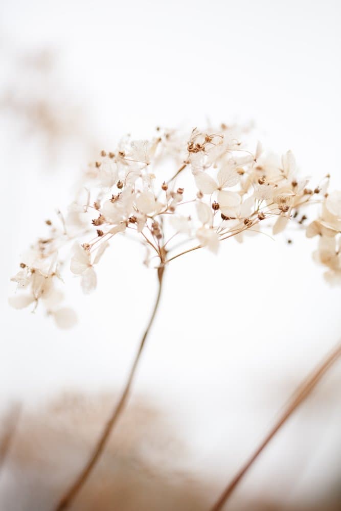 Soft Botanical Beauty by Pictufy Studio III — canvas wall art