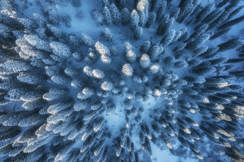 Snowy Forest Canopy by Yuan Cui — canvas wall art