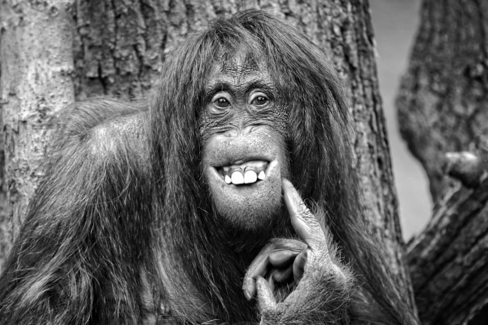 Smiling Orangutan Portrait by Antje Wenner-Braun — canvas wall art