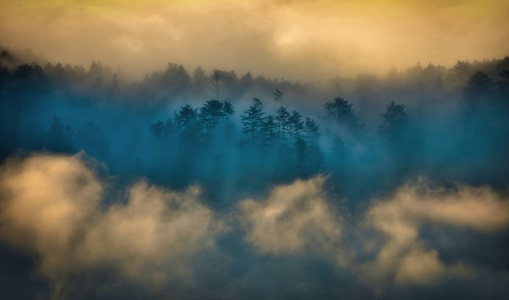 Misty Blue Forest by Takafumi Yamashita — canvas wall art