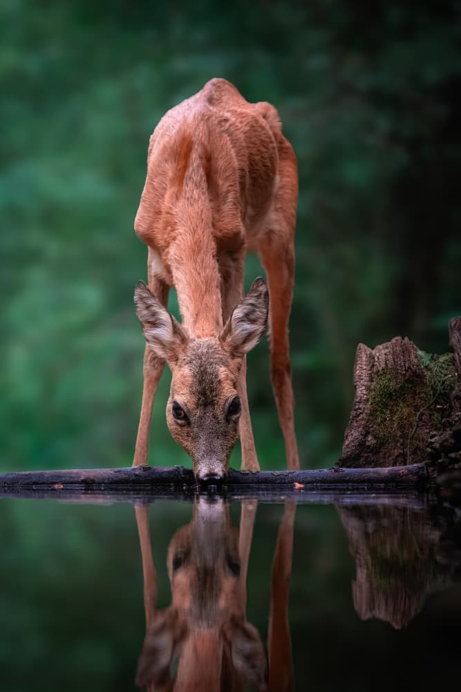 Deer At Water's Edge by Vicki Lai — canvas wall art