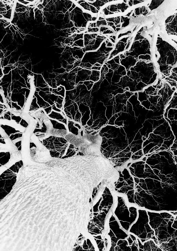 Winter's Veins by Shot by Clint — canvas wall art