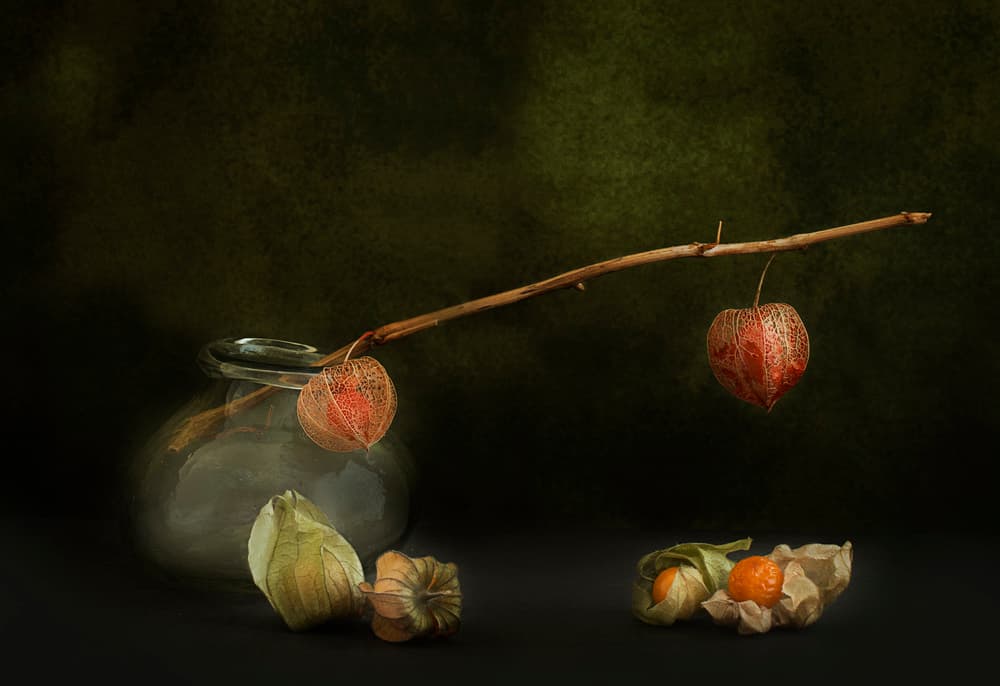 Autumn Physalis Still Life by bernadette Nooij — canvas wall art