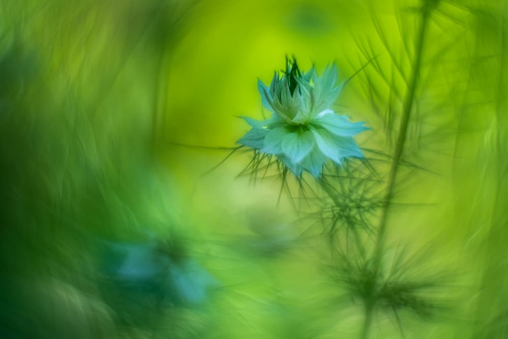 Dreamy Green Flower