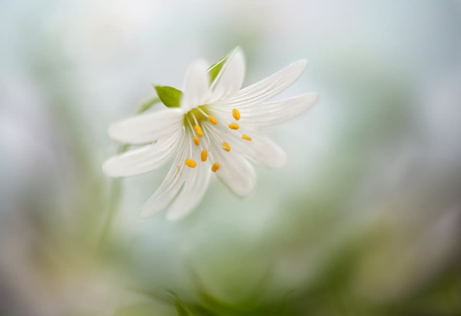 Spring Stitchwort by Mandy Disher — canvas wall art
