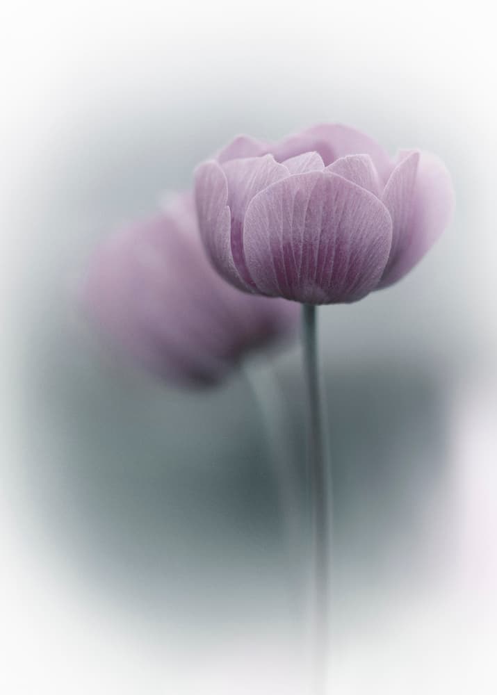 Soft Purple Blooms by Purple Bamboo — canvas wall art