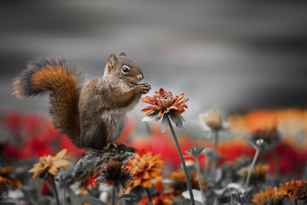 Red Squirrel Garden Scene by Cher Gu — canvas wall art