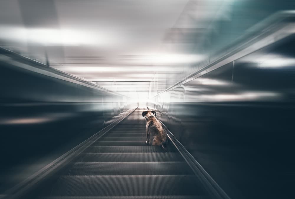 Dog on Escalator by Heike Willers — canvas wall art