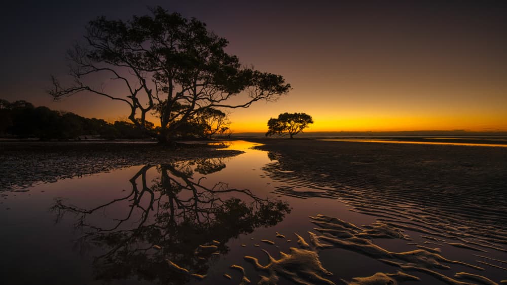 Sunset Trees Reflection by Emanuel Papamanolis — canvas wall art