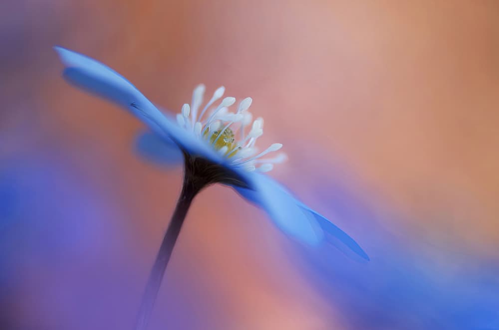  En blommas ljuvlighet. by Ylva Sjögren — canvas wall art