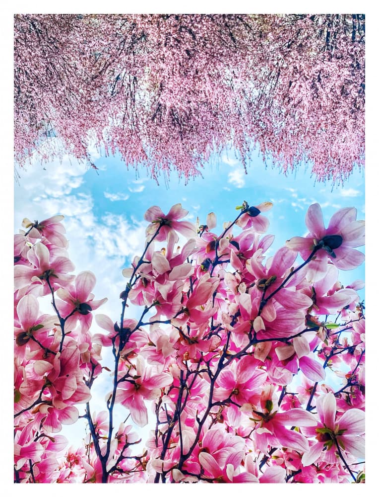 Pink Magnolia Sky by Oana Grigore — canvas wall art