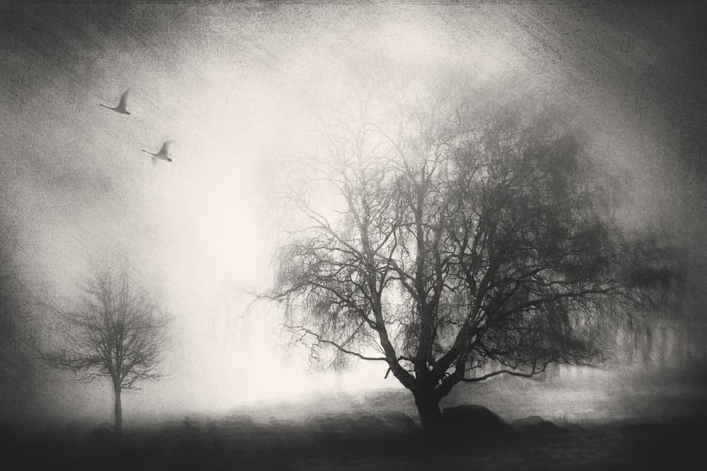 Misty Trees And Swans by Gustav Davidsson — canvas wall art