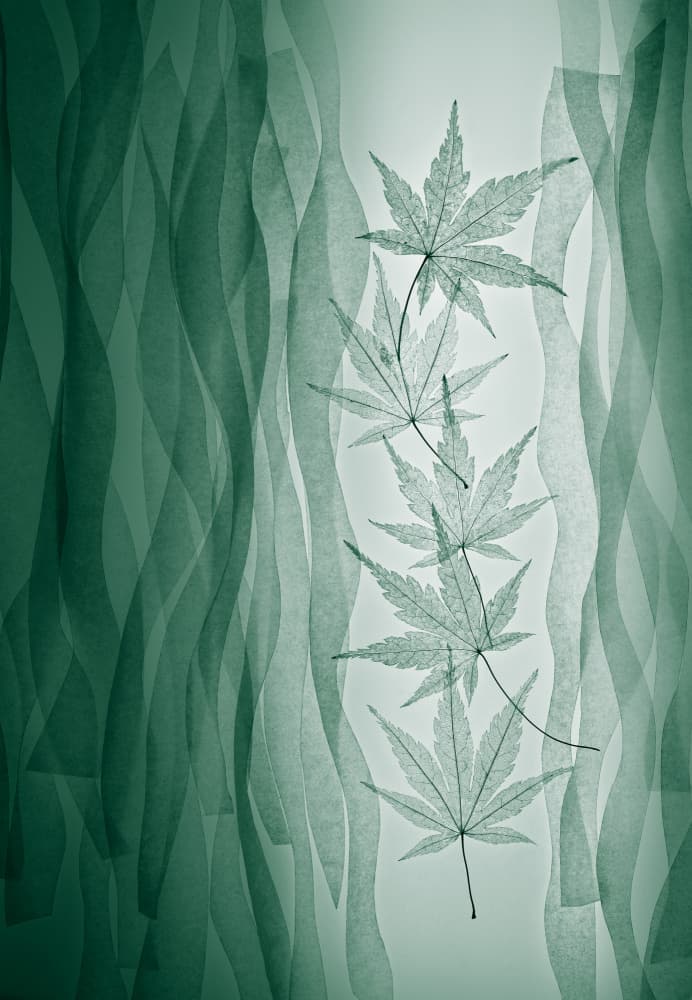 Ethereal Green Leaves by Shihya Kowatari — canvas wall art