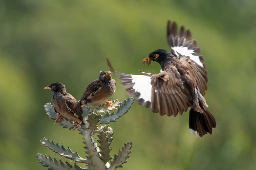 Myna Family Feeding by Lisdiyanto Suhardjo — canvas wall art