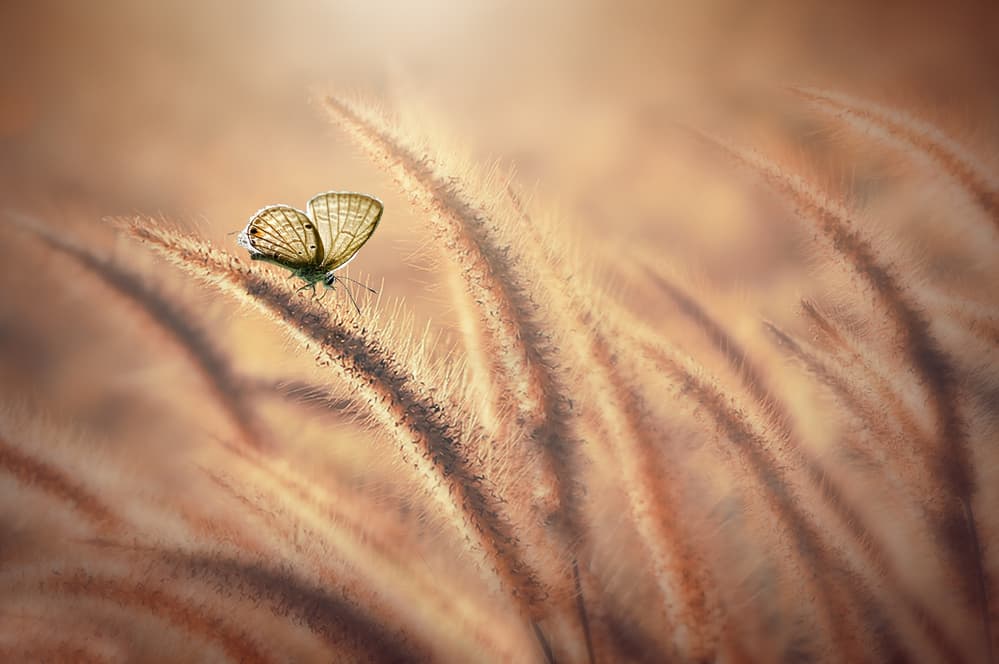Golden Hour Butterfly by Edy Pamungkas — canvas wall art