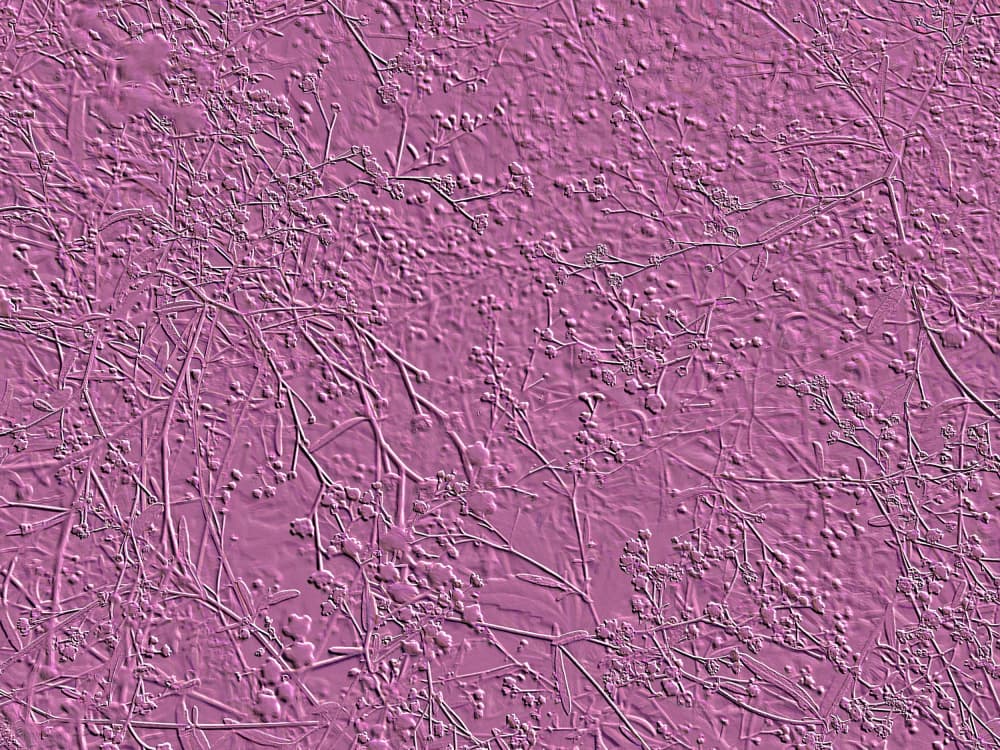 Embossed Botanical Texture by Santhosh ch — canvas wall art