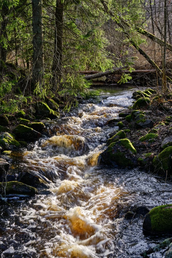 Sunlit Forest Stream by Geertjan Plooijer — canvas wall art