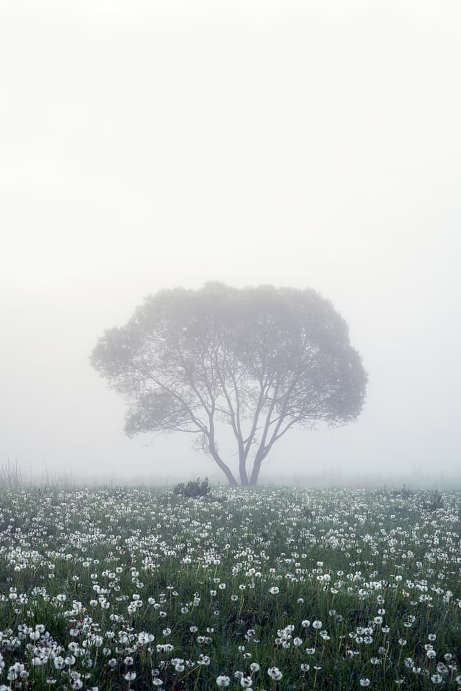 Solitary Tree Foggy Morning by Dmitry Doronin — canvas wall art