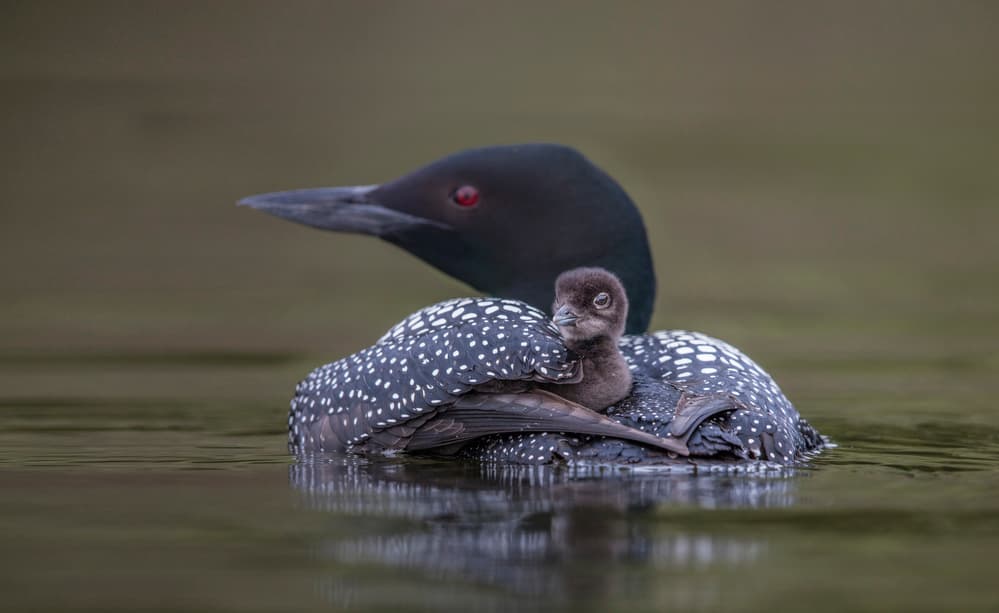 Loon Chick On Back by Greg Barsh — canvas wall art