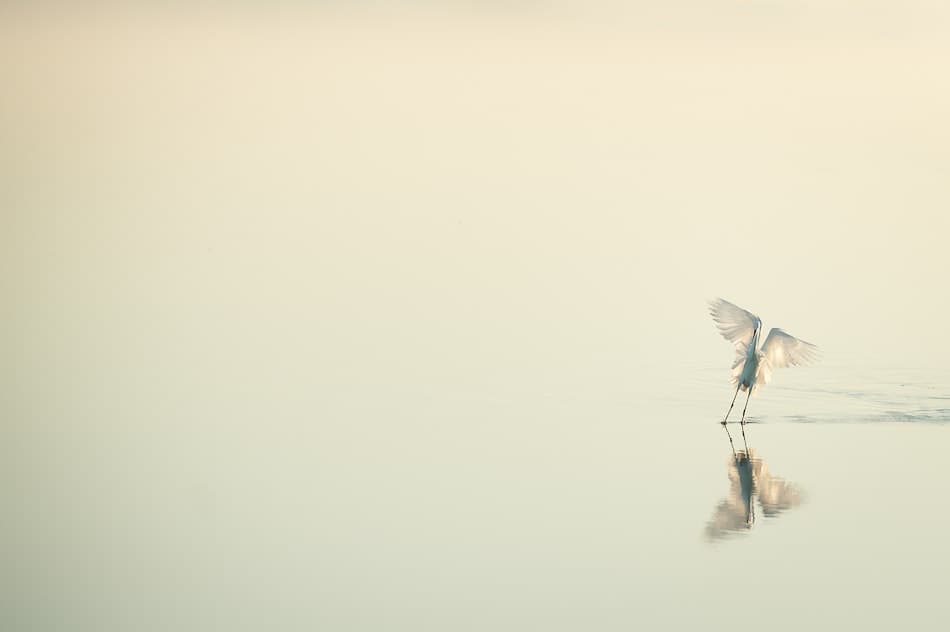 Serene Egret Reflection by Antonio Bonnin Sebastià — canvas wall art