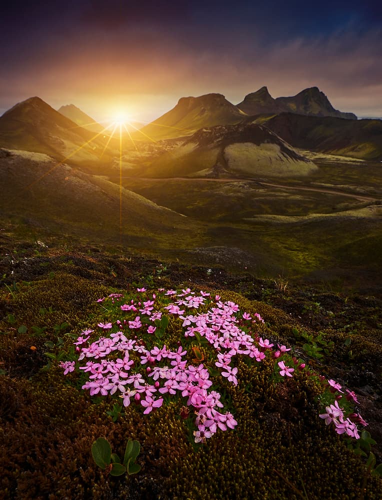 Sunlit Mountain Flowers by Charly Lataste — canvas wall art