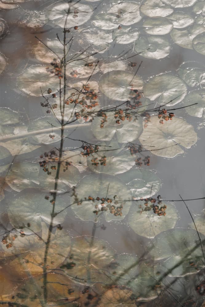 Soft Autumn Lily Pond by Pelin Atilla — canvas wall art