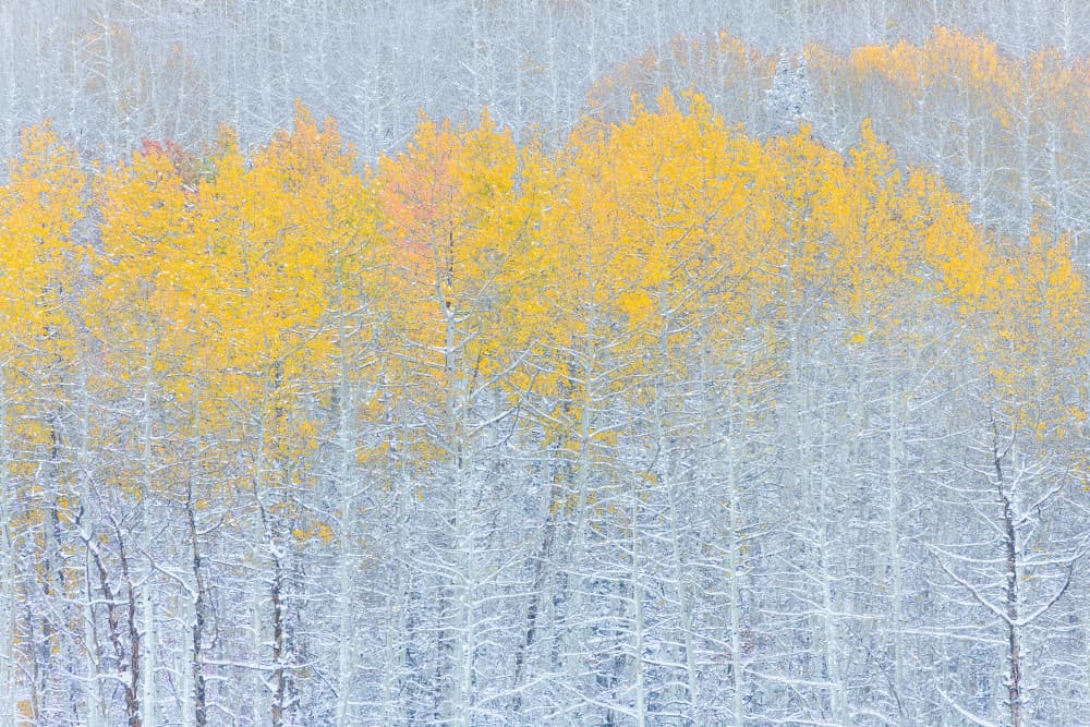 Golden Aspens First Snow by Mei Xu — canvas wall art
